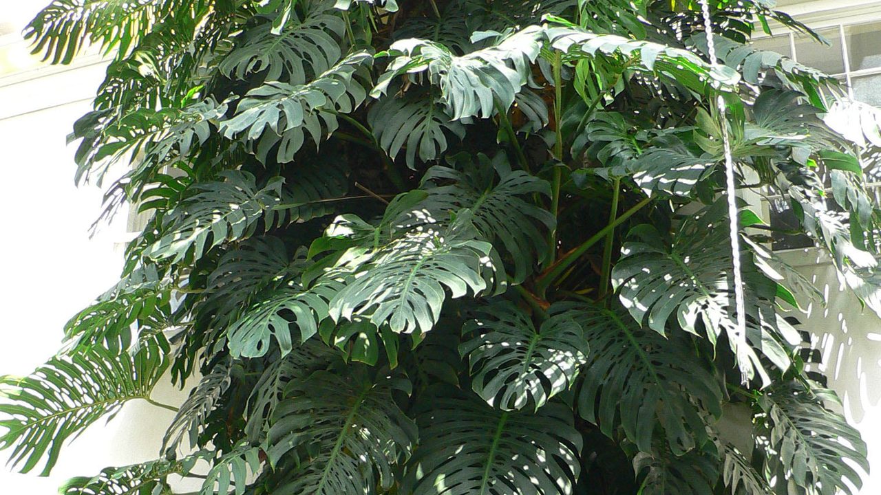 Dracena-marginata