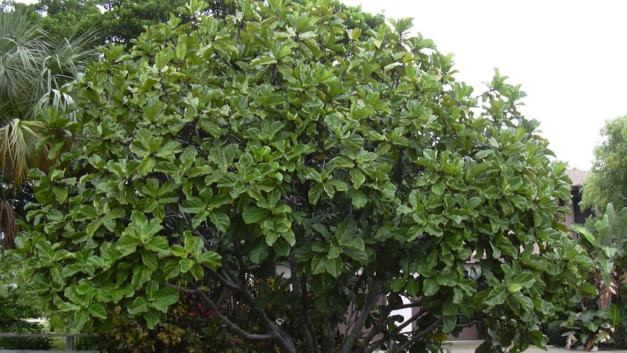 Manter a planta nova em quarentena
